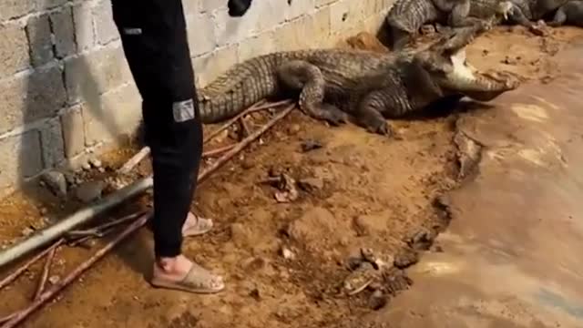 Daily Experience In a Crocodile Farm