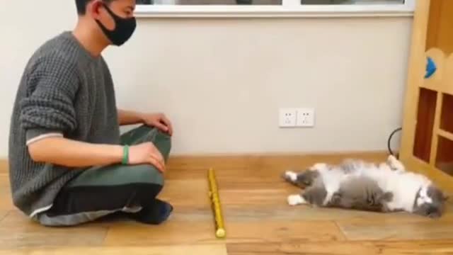 This cat kill me