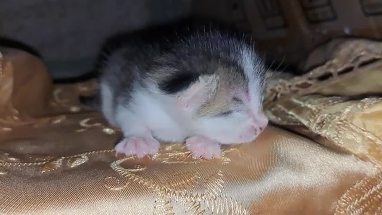 I got the newborn kittens in my hands. The mother heard the kittens and came to her kittens.