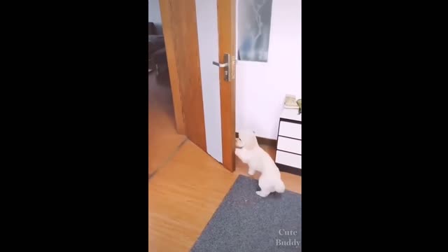 Smart dog get himself ready to bed