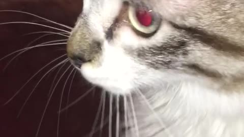 White cat trying to eat oreo cookie