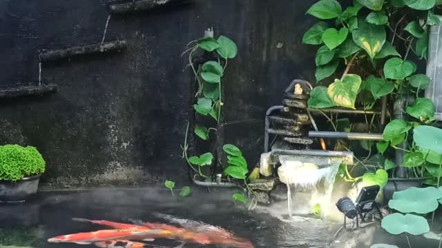 KOI