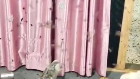 Pet Animals
