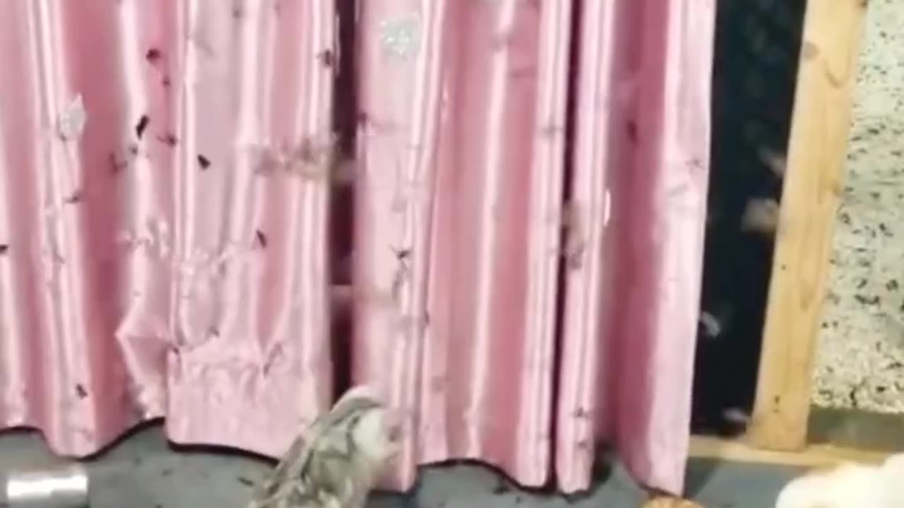 Pet Animals