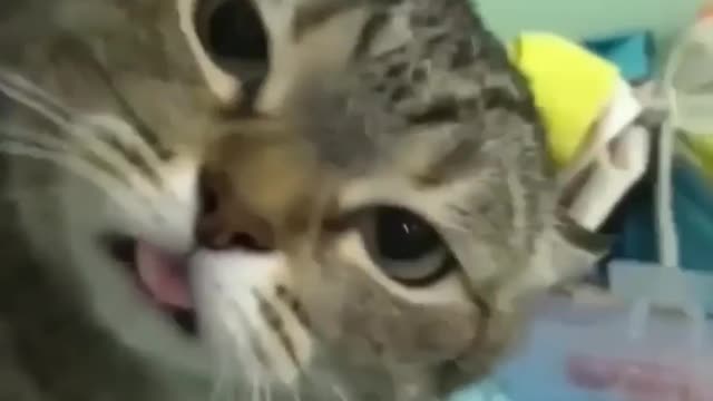 Funny cat videos clip