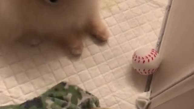 cute pomeranian