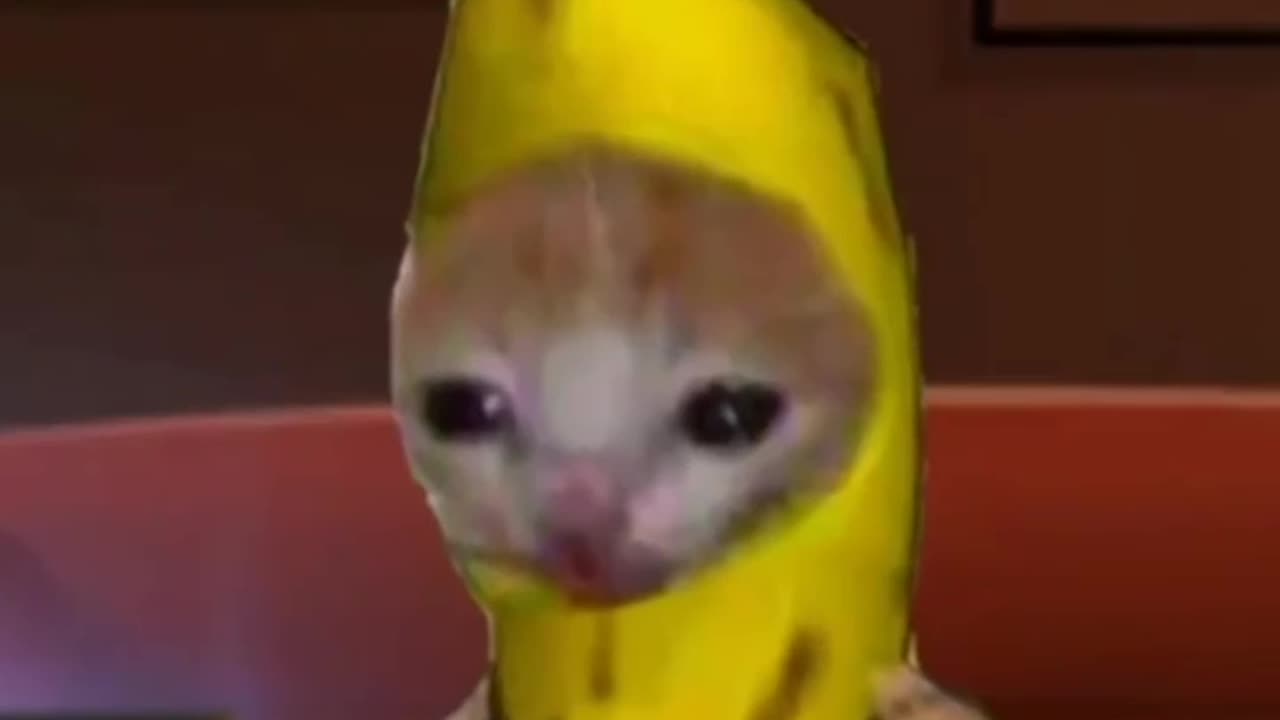 Banana cat