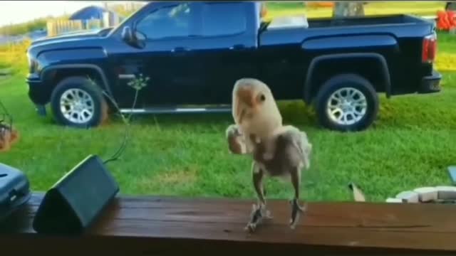 Music bird dance 95