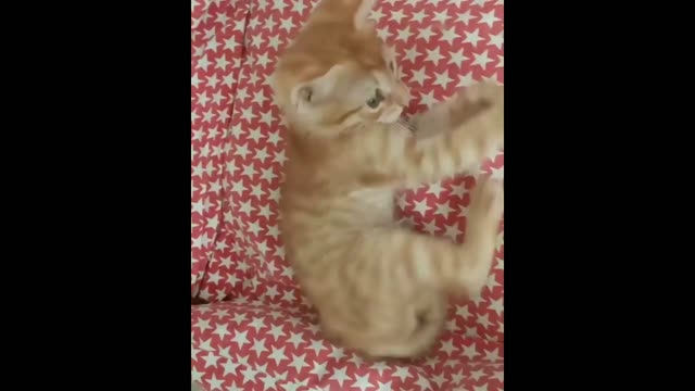 Funny Animal Videos 2022 😂 - Funniest Cats And Dogs Videos 😺😍 #05