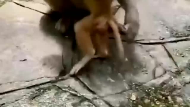 Monkey mother love