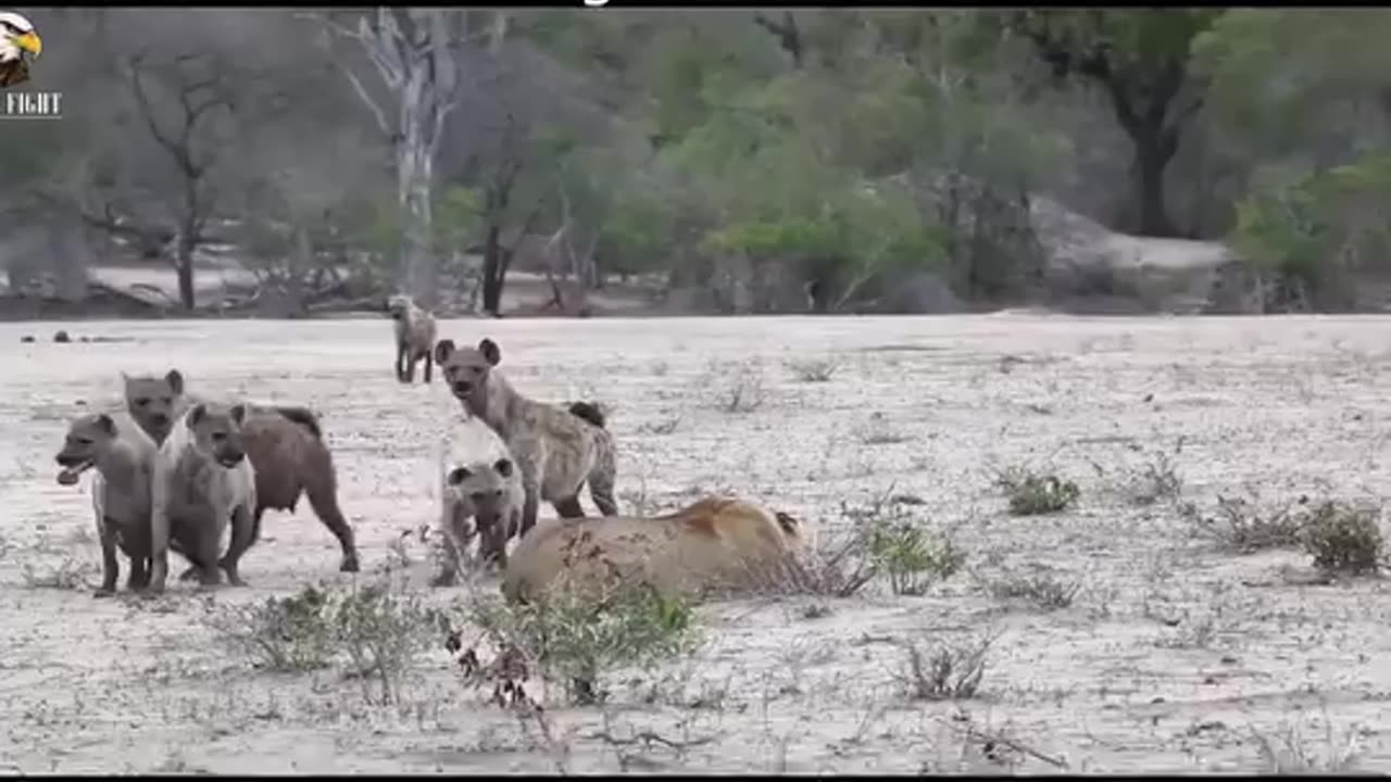 Injured Hyena Fighting With Other Animals