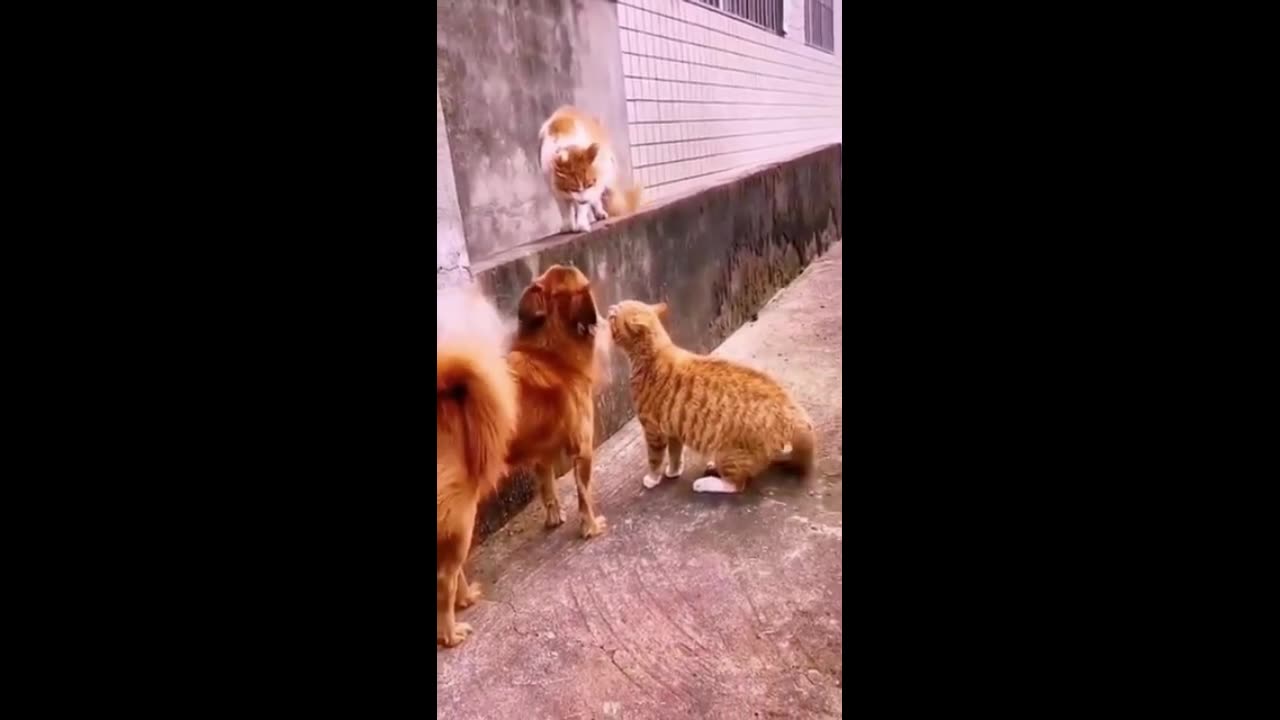 🦊🐶Funniest animals 2023 😂 Funny and Fails