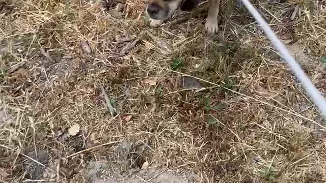 WinnieBelle: Stalking gophers