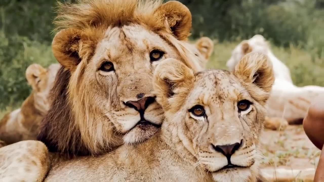 life with lion