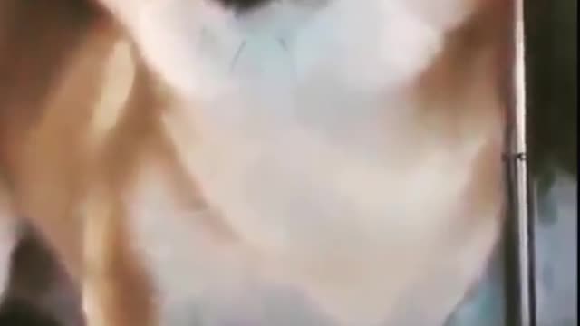 Dog smiling??