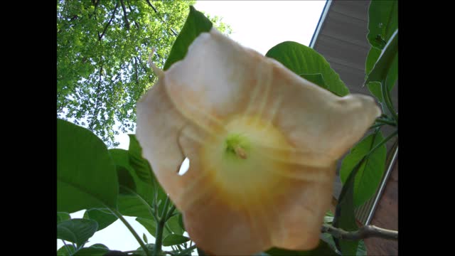 Shamanic Healing Datura Flower May 22, 2021