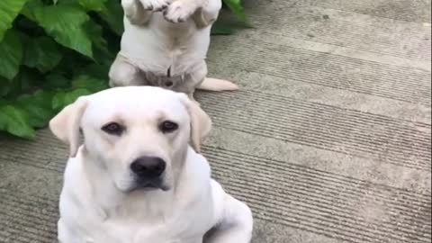 Funniest & Cutest Labrador Puppies #2 - Funny Puppy Videos 2022