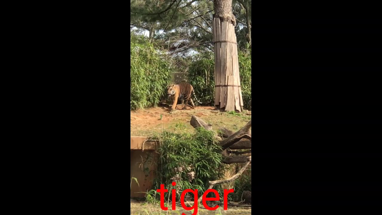 tiger