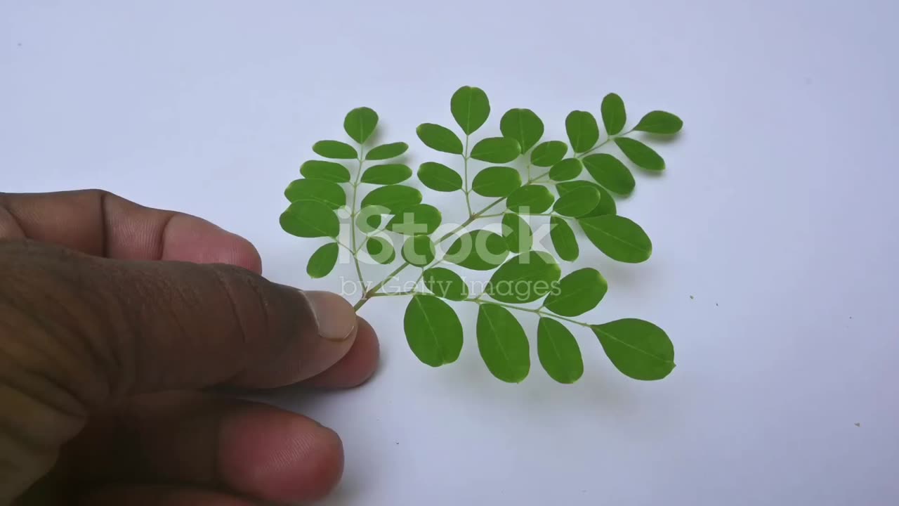 Moringa Tree