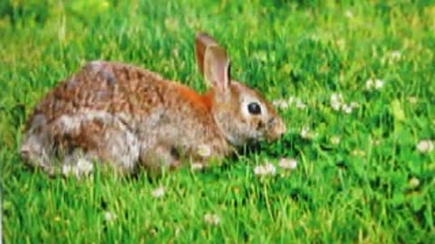 Animals Eat Different Food Than We Think