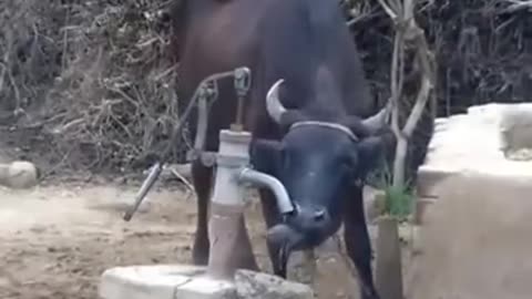 The smart - cow