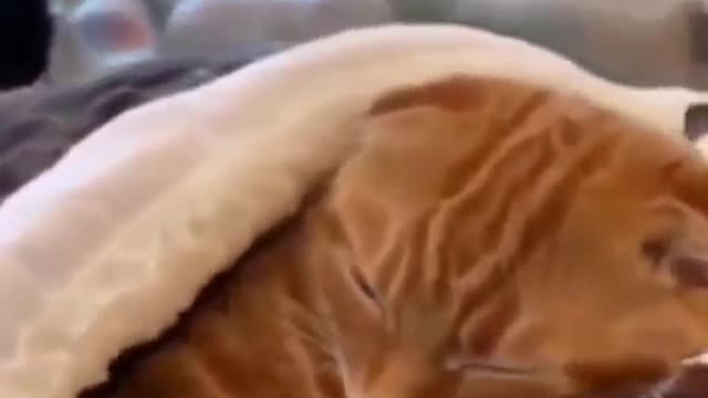 funny cat