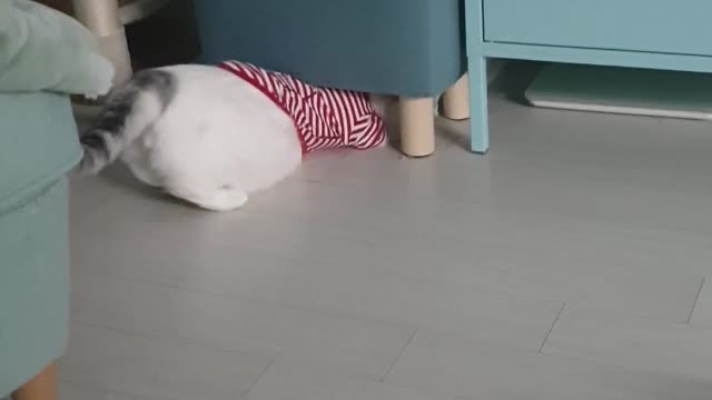 a short-legged Munchkin cat with a fat belly.