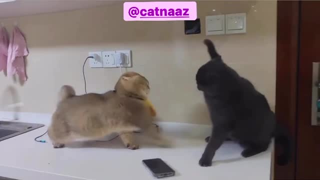 Very violent fights between cats