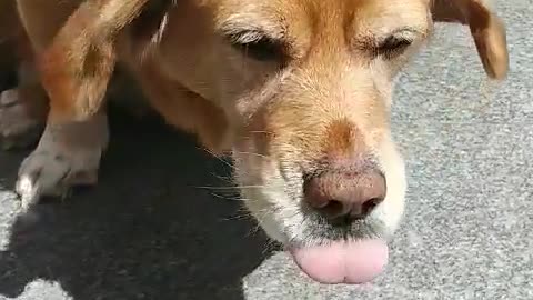 A puppy pleased with its owner :)