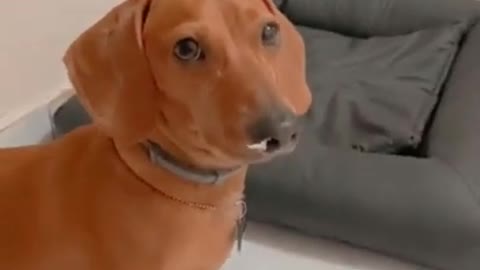 olhaaaaa o que esse cachorro fez akkaka surreal....