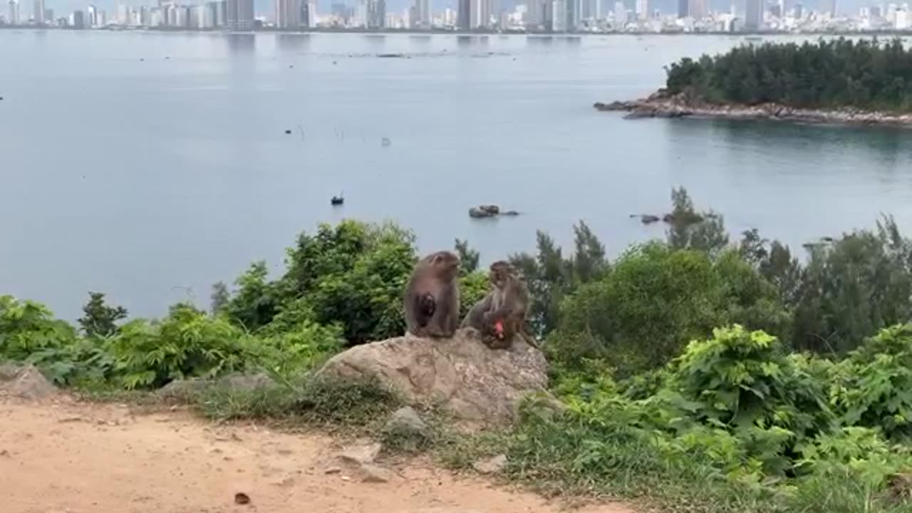 Playful Monkeys