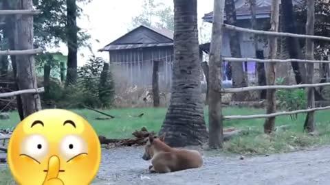 fake lion and tiger prank on dog,