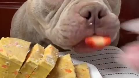 Cute Animals - Cute Puppy Asmr Eating Cake Strawberry Show