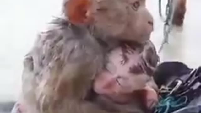 Monkey kid safe.