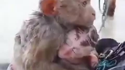 Monkey kid safe.