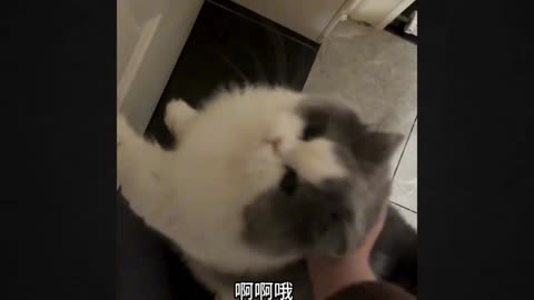 This Adorable Cat Will Melt Your Heart Instantly!