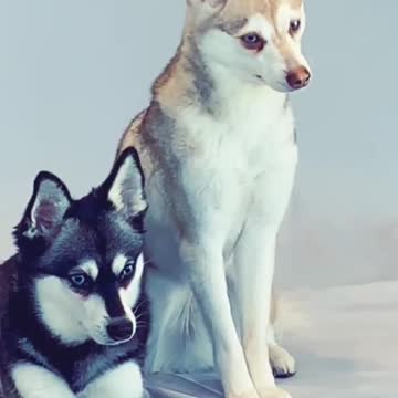 Ultimate Baby Dogs - Cute and Funny Dog Videos Compilation #Shorts