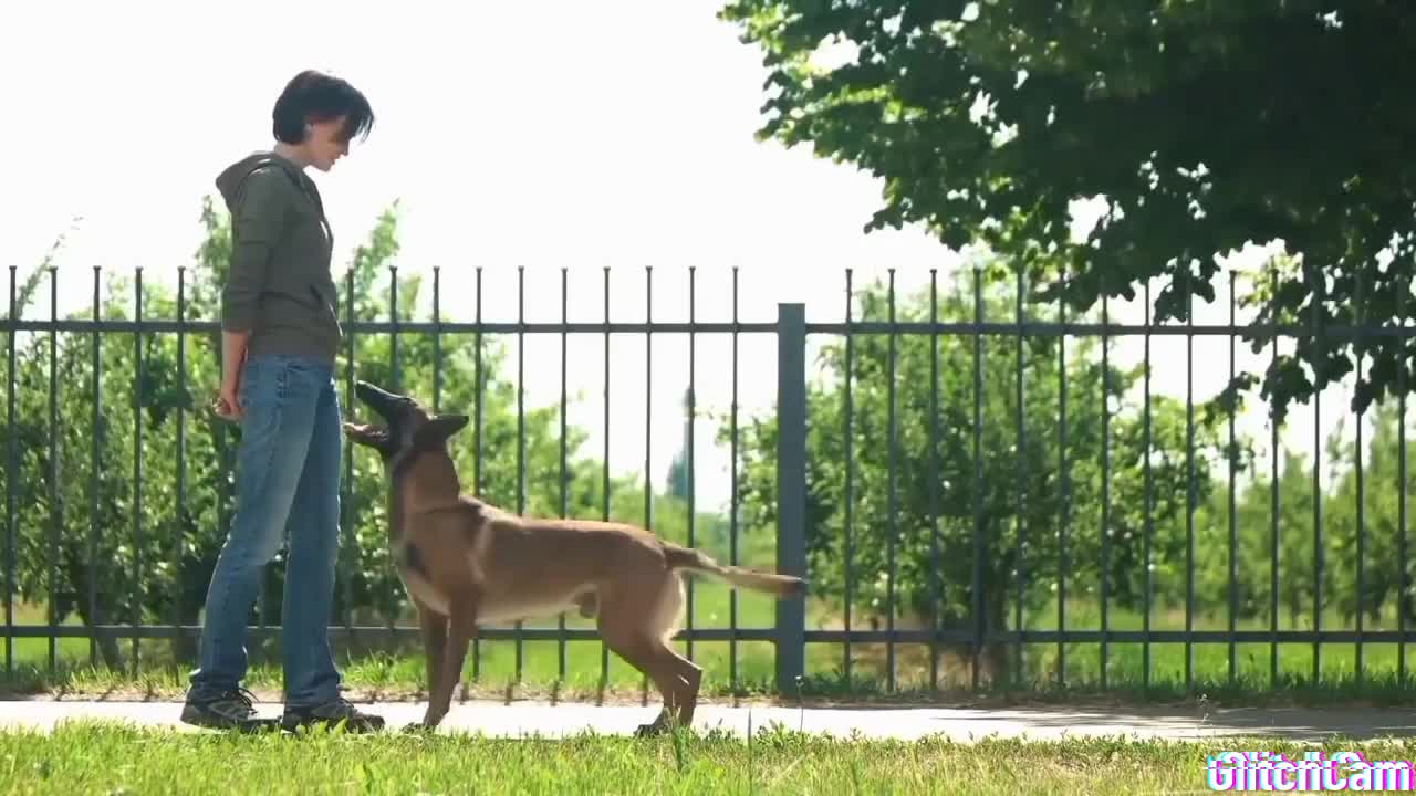 French bulldog hilariously struggles to catch tasty