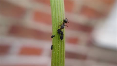 Day 12 of #30DaysWild 2021 - Ant tending to her aphid livestock