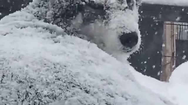 Husky Wants to Sit Outdoors in Snowfall During Cold Weather