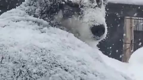 Husky Wants to Sit Outdoors in Snowfall During Cold Weather