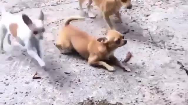 This Dog Walks Hilariously On Its Tummy