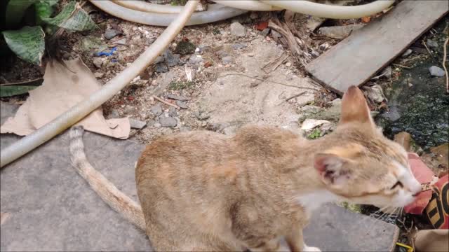 How Cats React When Seeing Stranger 1st Time - Running or Being Friendly 12- - Viral Cat