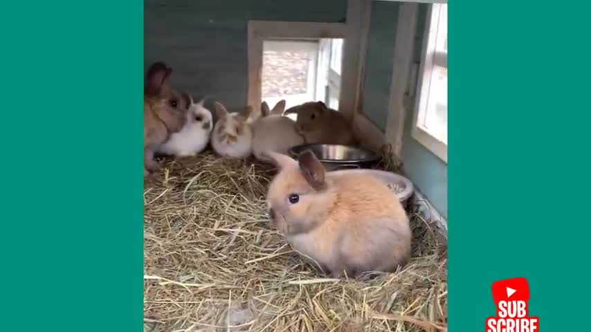 rabbits funny bunny Aww Cute bunny puppies A funny bunny Videos Compilation cute baby animals