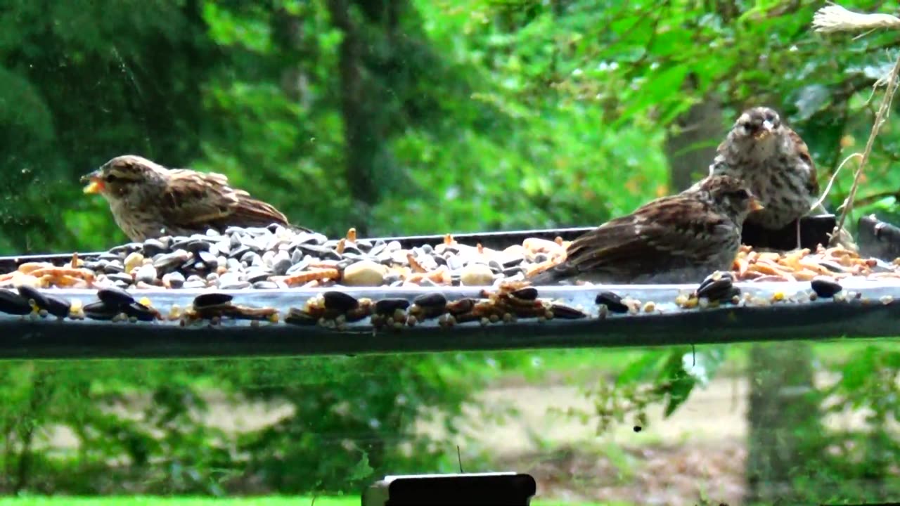 Chirping Sparrows