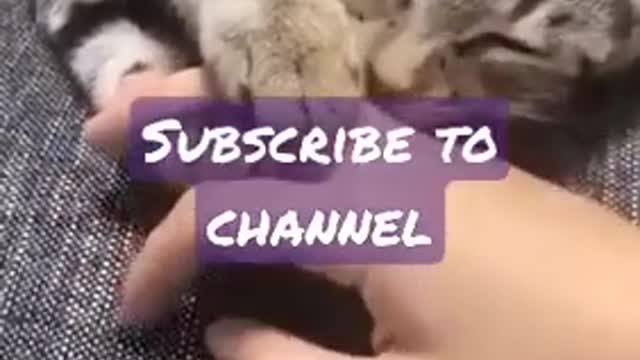 This sleepy cat never wants to let go of the human hand