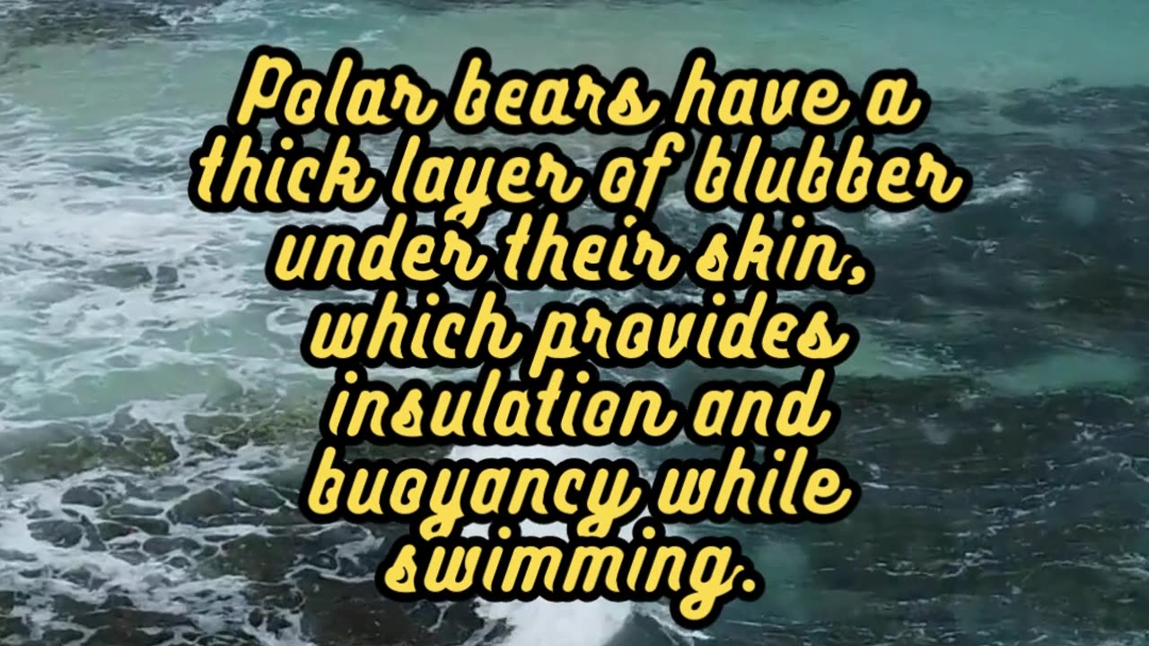 Animal Facts Polar Bears #shorts