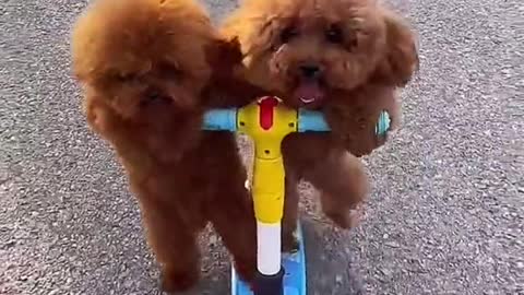 Cute Fluffly Dog rides scooter