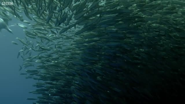 Sardine Feeding Frenzy with Sharks, Penguins and More | The Hunt | BBC Earth