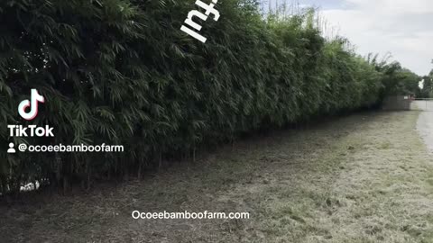 Asian Lemon Bamboo 407-777-4807 Ocoee Bamboo Farm